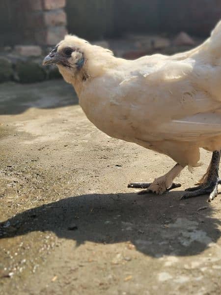 Silkie Hen and and Thai Pathy for sale 2