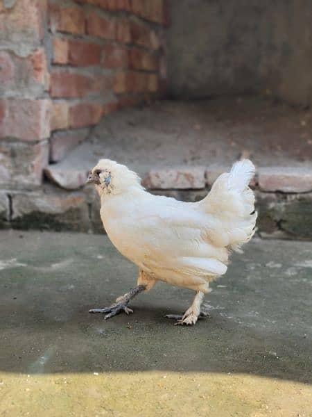 Silkie Hen and and Thai Pathy for sale 3