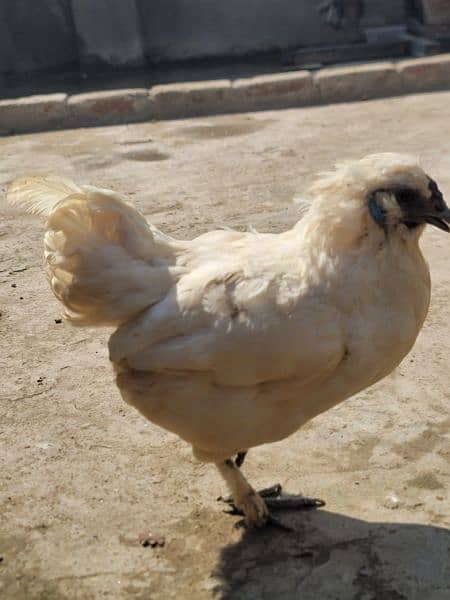 Silkie Hen and and Thai Pathy for sale 4