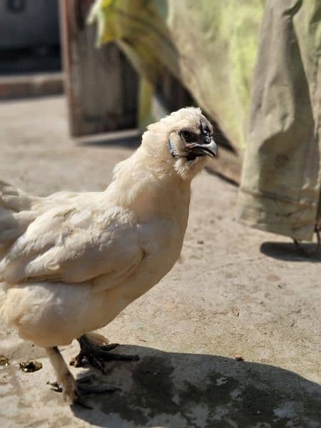 Silkie Hen and and Thai Pathy for sale 5