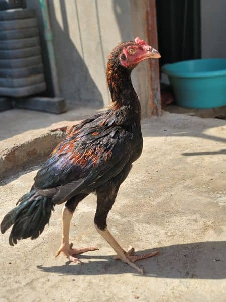 Silkie Hen and and Thai Pathy for sale 11