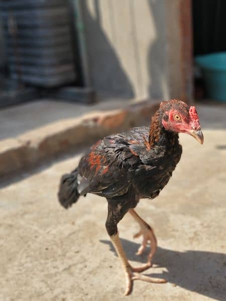 Silkie Hen and and Thai Pathy for sale 12