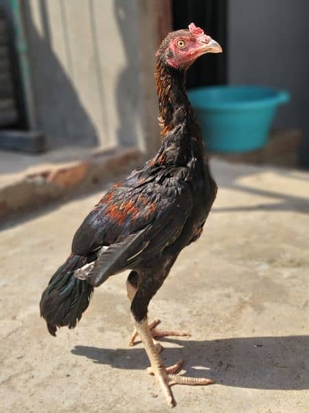 Silkie Hen and and Thai Pathy for sale 13