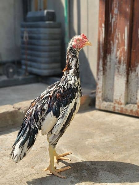 Silkie Hen and and Thai Pathy for sale 15