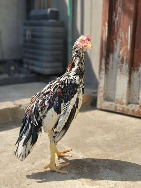 Silkie Hen and and Thai Pathy for sale 16