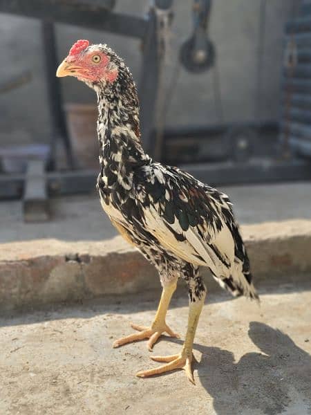 Silkie Hen and and Thai Pathy for sale 18