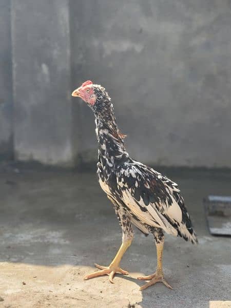 Silkie Hen and and Thai Pathy for sale 19