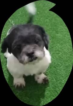 english springer spaniel