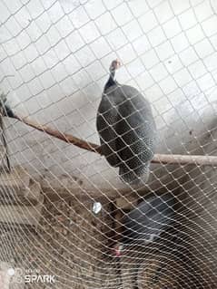 Guineafowl pair