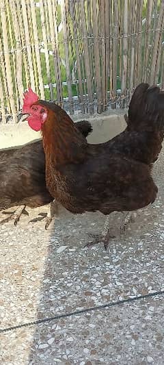 Desi black hens daily eggs ghr ke