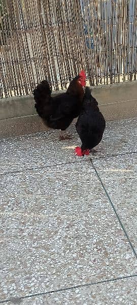 Desi black hens daily eggs ghr ke 1