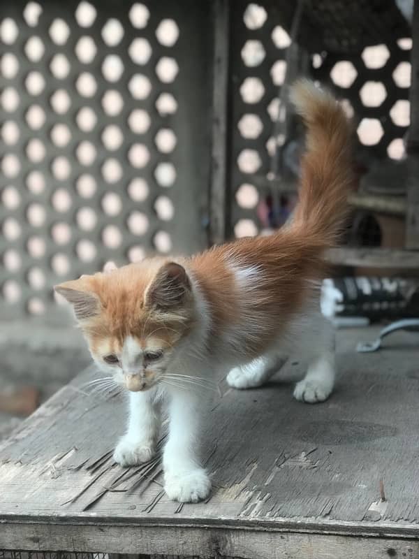 bi colour male kitten for sale 1