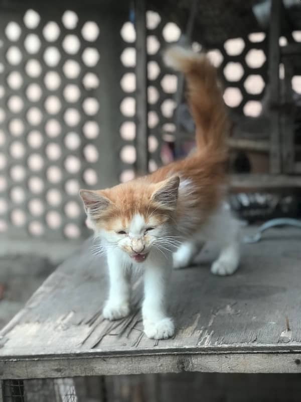 bi colour male kitten for sale 3