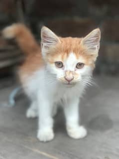 bi colour male kitten for sale 0