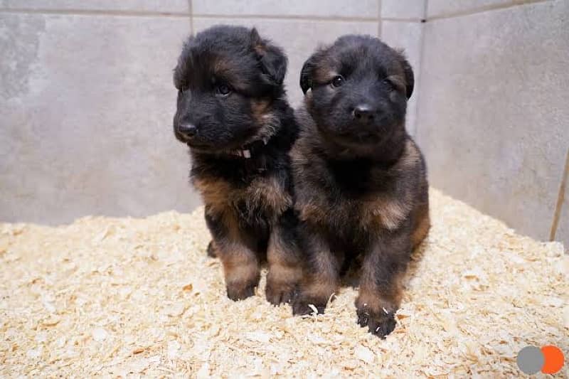 German shepherd puppies for sale / puppy / GSD pup / german shepherd 2