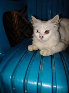 cute cat baby donon Russian cat