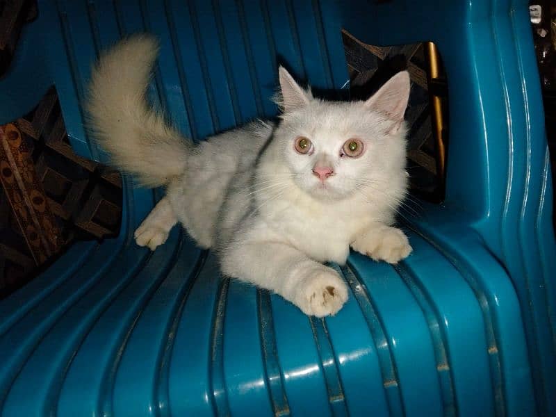 cute cat baby donon Russian cat 1