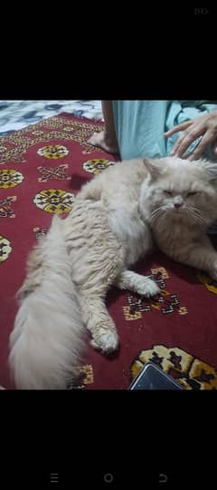 persian cat for sale demand 20000