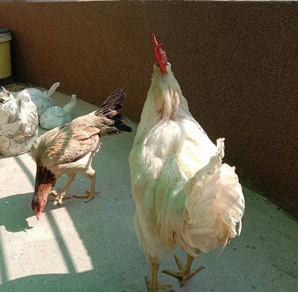 2 Assel Hens and one Desi Cook for sale 0