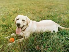 Labrador dog