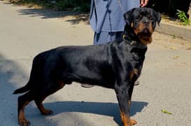 Rottweiler