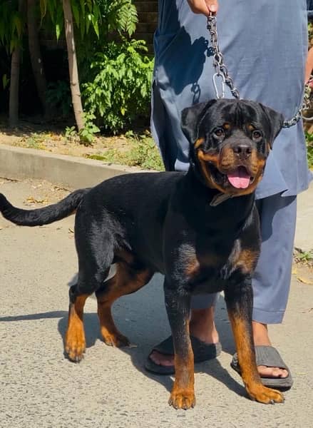 Rottweiler 03234696626 1