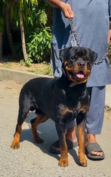 Rottweiler 03234696626 2