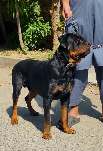 Rottweiler 03234696626 3