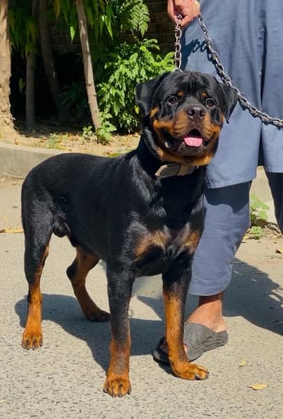 Rottweiler 03234696626 4