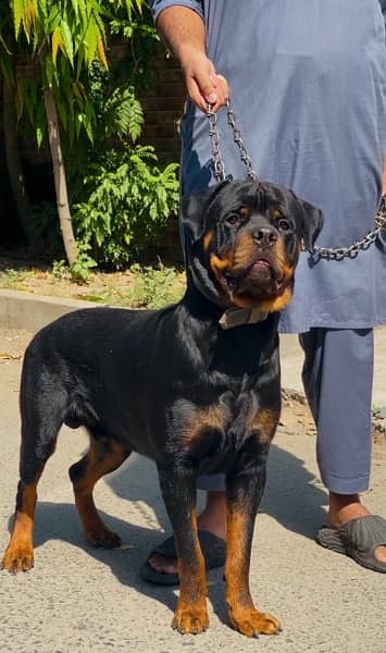 Rottweiler 03234696626 5