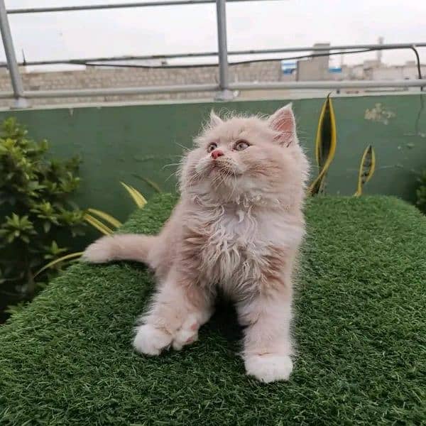 Persian kittens 3