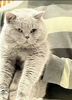 British shorthair kittens for sale