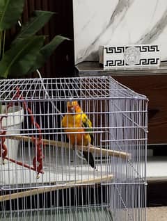 sun conure concure parrot bird tamed 0