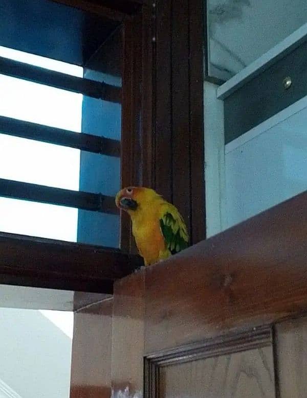 sun conure concure parrot bird tamed 1