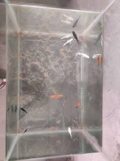 breeder for all 5 pair and 1 king size female black and 4 baby