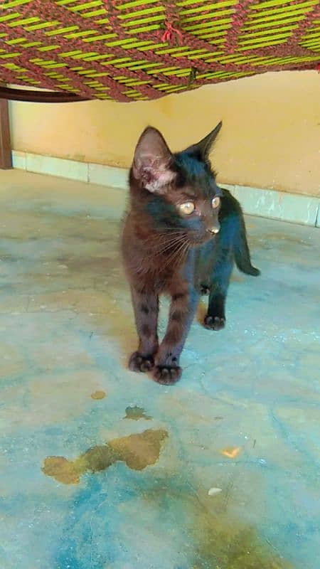 black cat pershian 1