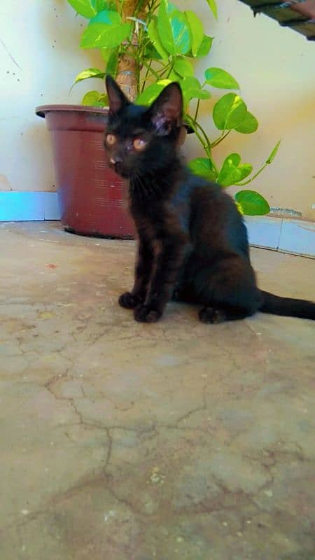 black cat pershian 3