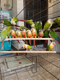 pineapple and yellow sided Conures