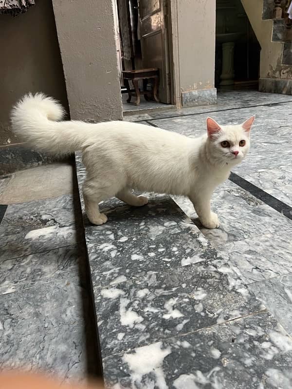 Persian cat for sale 8 months 1