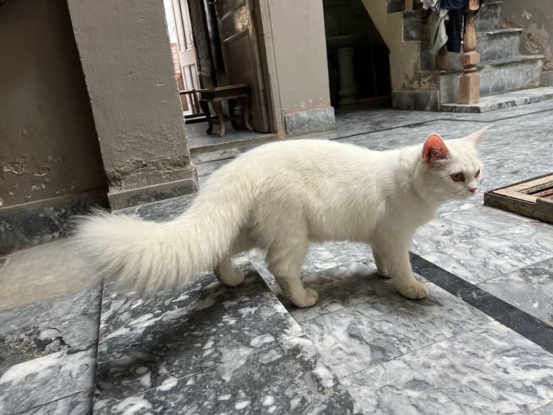 Persian cat for sale 8 months 2