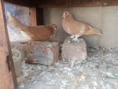 pigeon available in multan 0