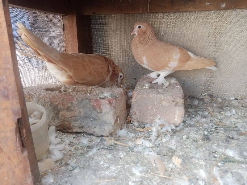 pigeon available in multan 1