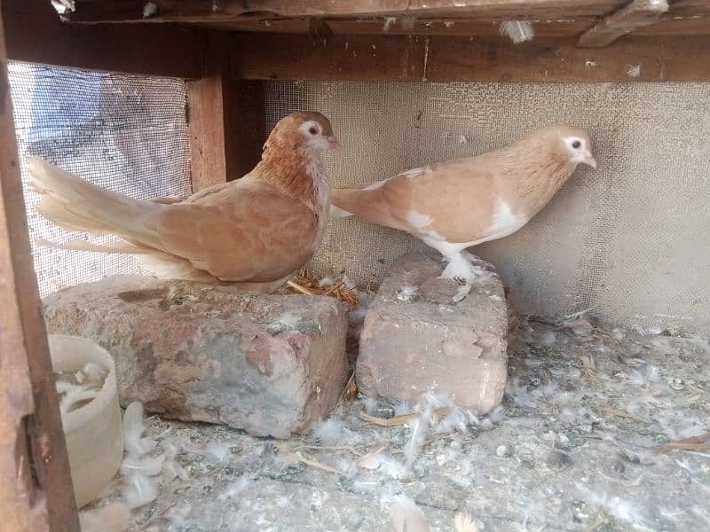 pigeon available in multan 2