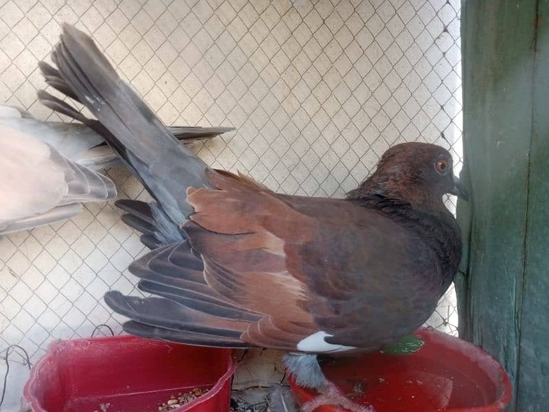 pigeon available in multan 3