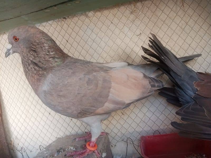 pigeon available in multan 4