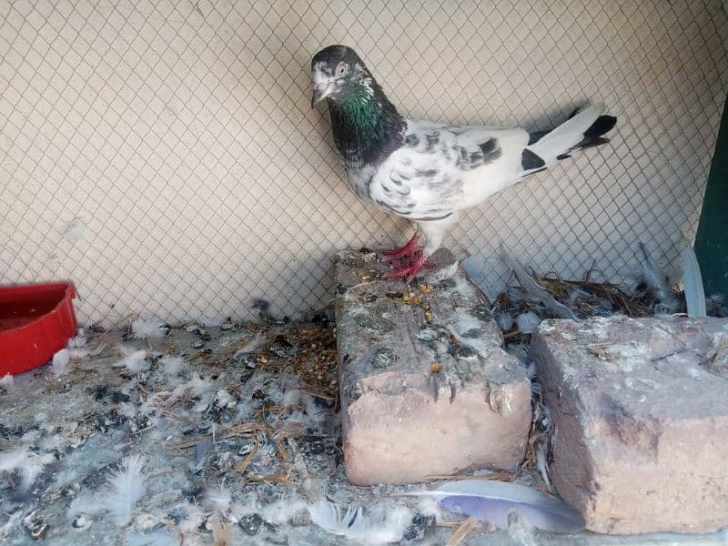 pigeon available in multan 6