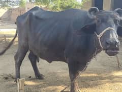 Buffalo ( منجھ)