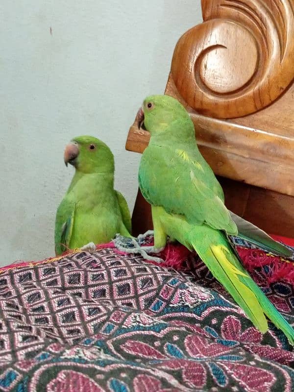 Pair . . Male . Female Confirm 1