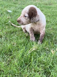 Pointer Female: 03041974063