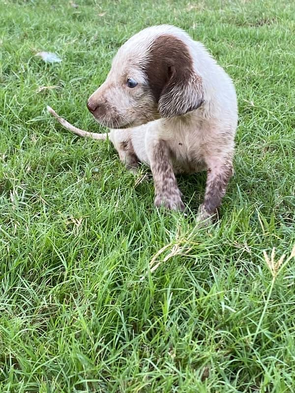 Pointer Female: 03041974063 0